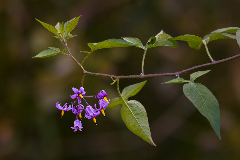 Bittersweet Flowers